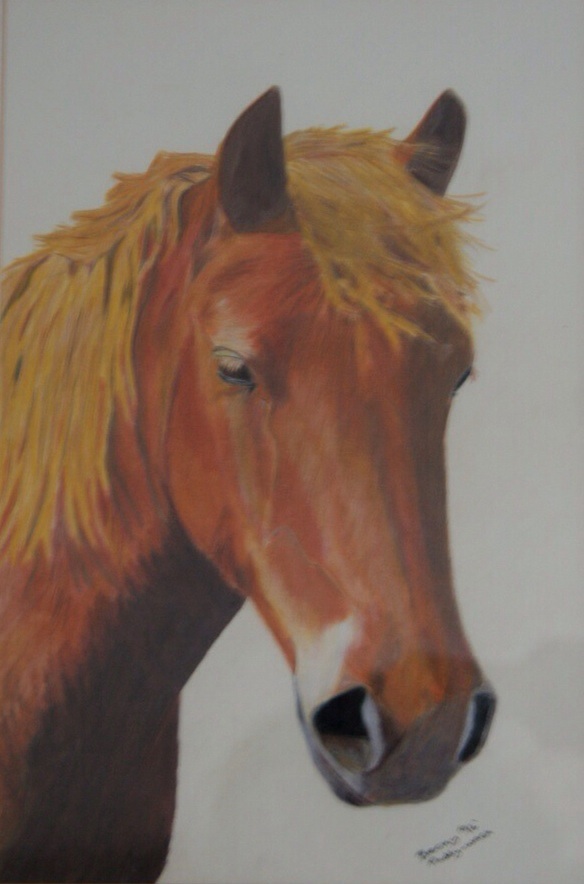 Paddy in coloured pencil