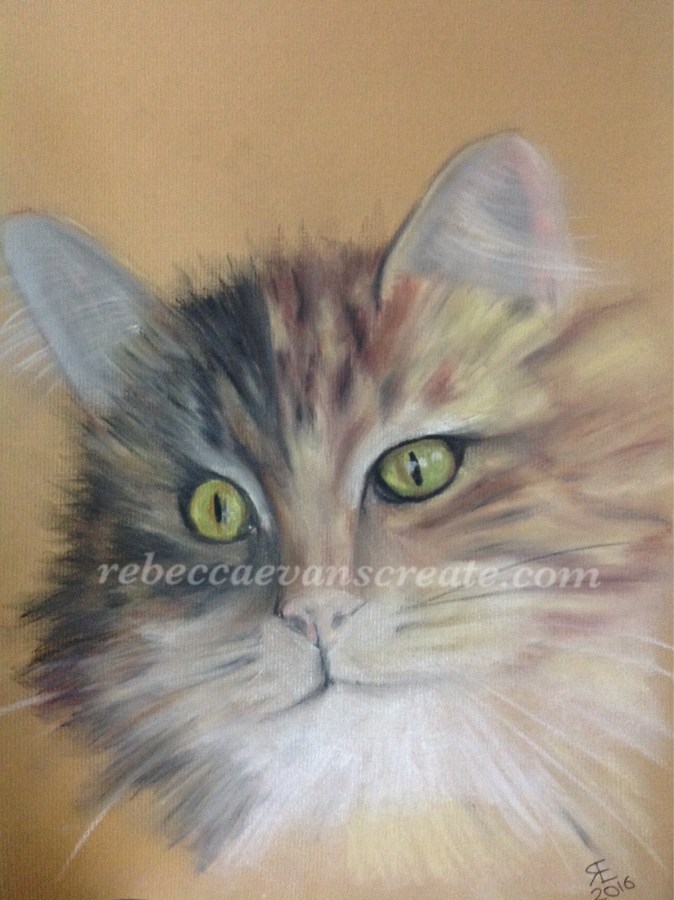 Pastel cat combination