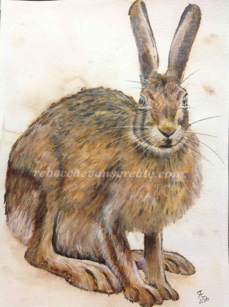 Hare watercolour