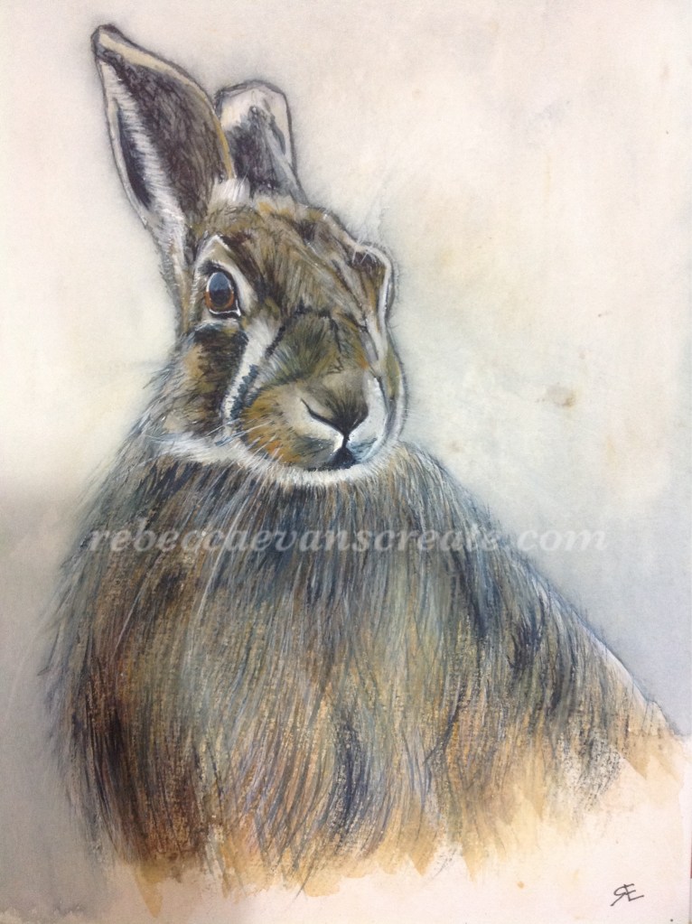 Watercolour and ink hare painting rebecca evans create art