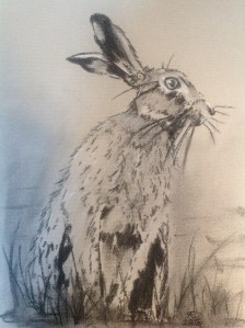 HARE AND READY willow charcoal on daler rowney pastel card