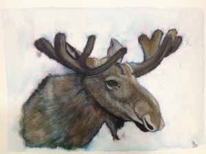 Moose watercolour portrait