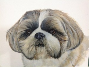 TILLY watercolour portrait shih tzu dog.