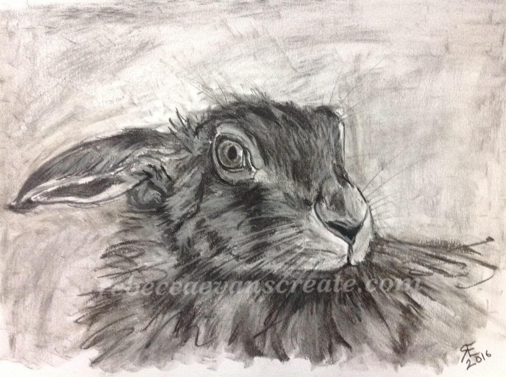 Charcoal hare rebecca evans create art