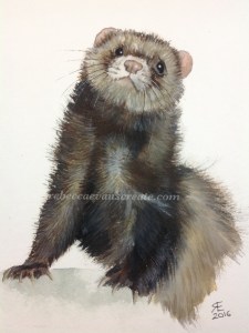 Ferret watercolour painting rebecca evans create art