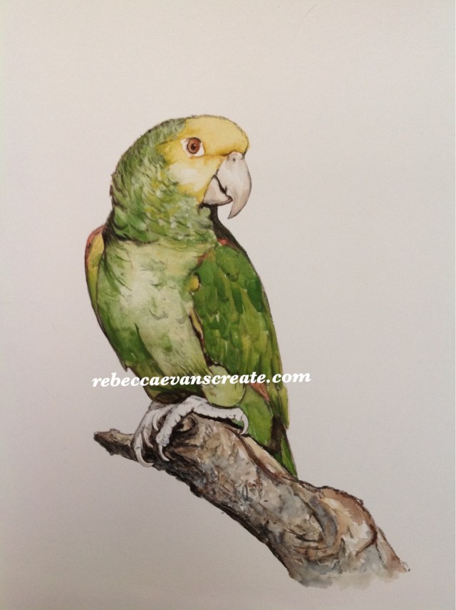 'In thought' memory of 'minnie'parrot watercolour, 30x40 cm framed and mounted. Mount is covered in feathers from the parrot which were shed during his life time. This is a request from a patient at work, a memory of a special friend sadly missed