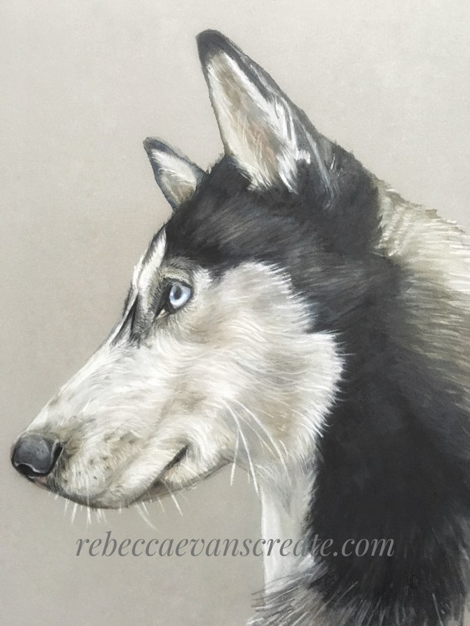 ‘Heska’ the husky pastel and watercolour pencil on tinted paper